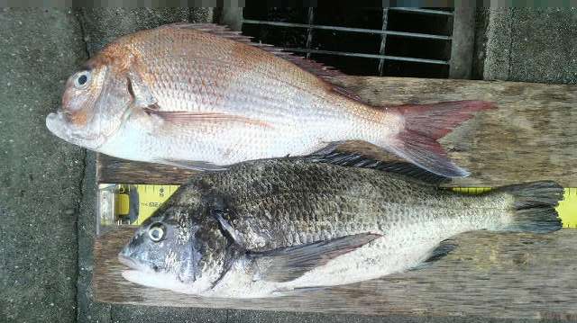 本日も好釣果チヌ５５ｃｍオーバー出ました 広島湾のチヌ釣りは さくら渡船