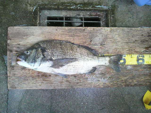 釣果ブログ 広島湾のチヌ釣りは さくら渡船