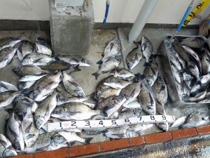 ３０日チヌ爆釣 広島湾のチヌ釣りは さくら渡船