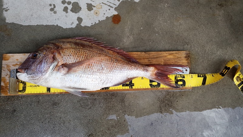 渡船レコードチヌ58cm出ました 広島湾のチヌ釣りは さくら渡船